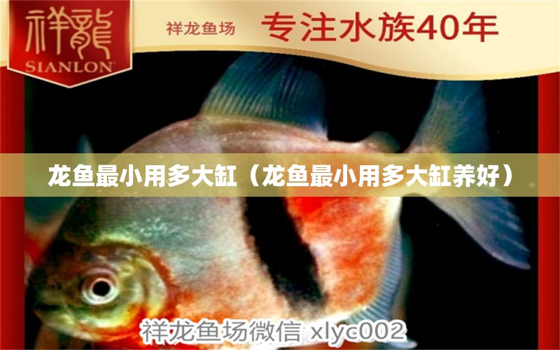 龍魚最小用多大缸（龍魚最小用多大缸養(yǎng)好） 廣州龍魚批發(fā)市場