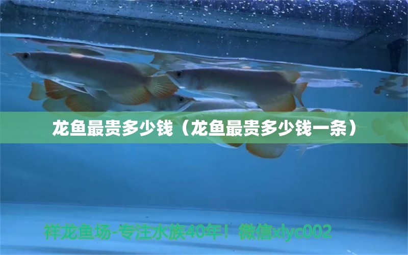 龍魚(yú)最貴多少錢（龍魚(yú)最貴多少錢一條） 祥龍魚(yú)藥系列