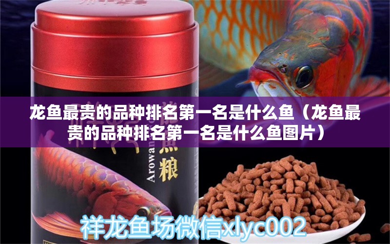 龍魚最貴的品種排名第一名是什么魚（龍魚最貴的品種排名第一名是什么魚圖片） 廣州龍魚批發(fā)市場