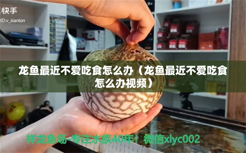 龍魚最近不愛吃食怎么辦（龍魚最近不愛吃食怎么辦視頻） 龍魚疾病與治療