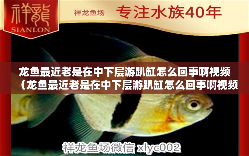 龍魚(yú)最近老是在中下層游趴缸怎么回事啊視頻（龍魚(yú)最近老是在中下層游趴缸怎么回事啊視頻講解） 廣州龍魚(yú)批發(fā)市場(chǎng)