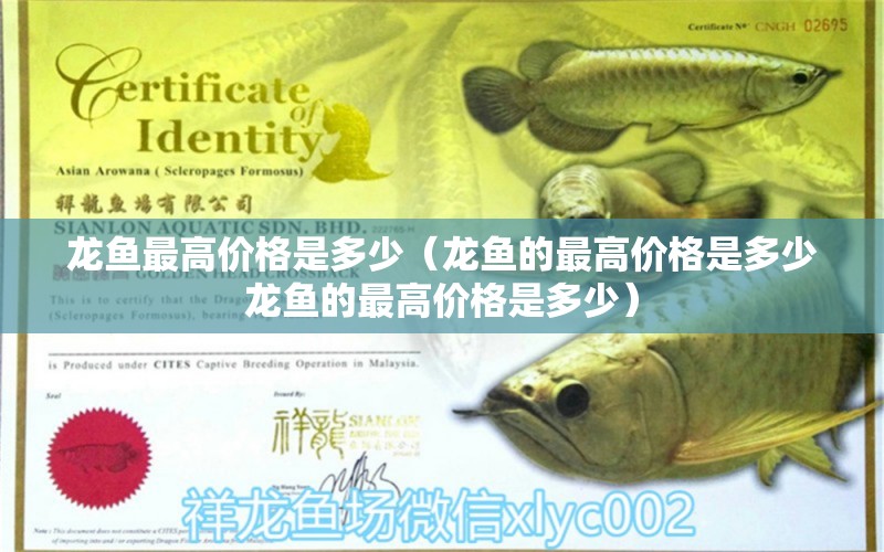 龍魚(yú)最高價(jià)格是多少（龍魚(yú)的最高價(jià)格是多少龍魚(yú)的最高價(jià)格是多少） 水族問(wèn)答 第1張