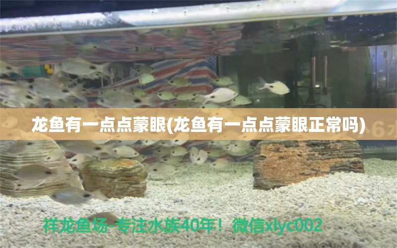 龍魚有一點(diǎn)點(diǎn)蒙眼(龍魚有一點(diǎn)點(diǎn)蒙眼正常嗎) 電鰻 第1張