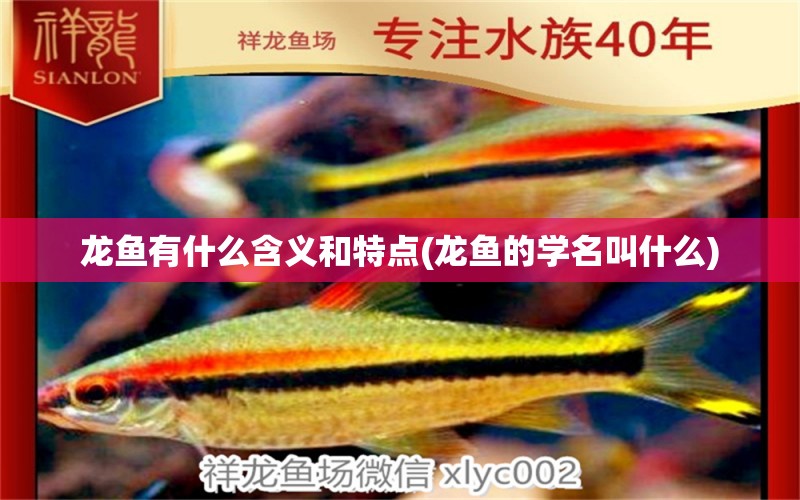 龍魚有什么含義和特點(diǎn)(龍魚的學(xué)名叫什么) 南美異型魚