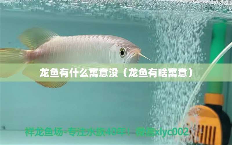 龍魚有什么寓意沒（龍魚有啥寓意）