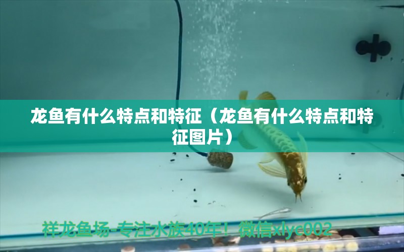 龍魚有什么特點(diǎn)和特征（龍魚有什么特點(diǎn)和特征圖片）