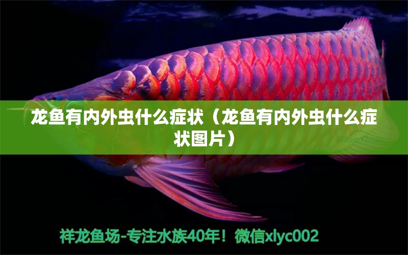 龍魚有內外蟲什么癥狀（龍魚有內外蟲什么癥狀圖片） 龍魚疾病與治療