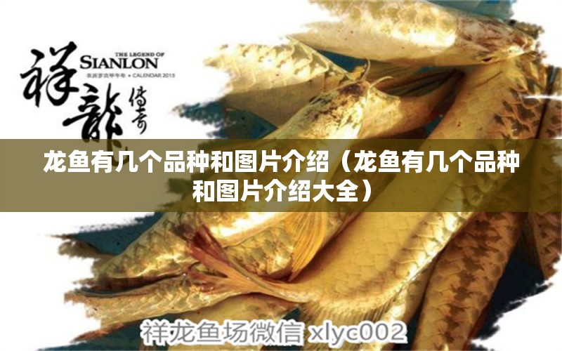 龍魚有幾個品種和圖片介紹（龍魚有幾個品種和圖片介紹大全） 龍魚疾病與治療