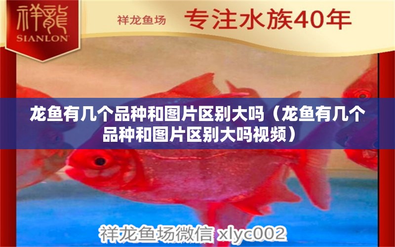 龍魚有幾個品種和圖片區(qū)別大嗎（龍魚有幾個品種和圖片區(qū)別大嗎視頻）