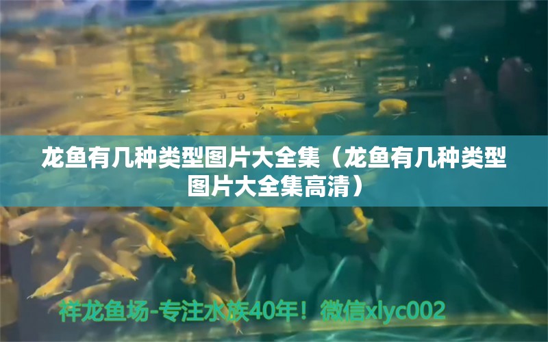 龍魚有幾種類型圖片大全集（龍魚有幾種類型圖片大全集高清）