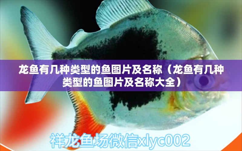 龍魚有幾種類型的魚圖片及名稱（龍魚有幾種類型的魚圖片及名稱大全）