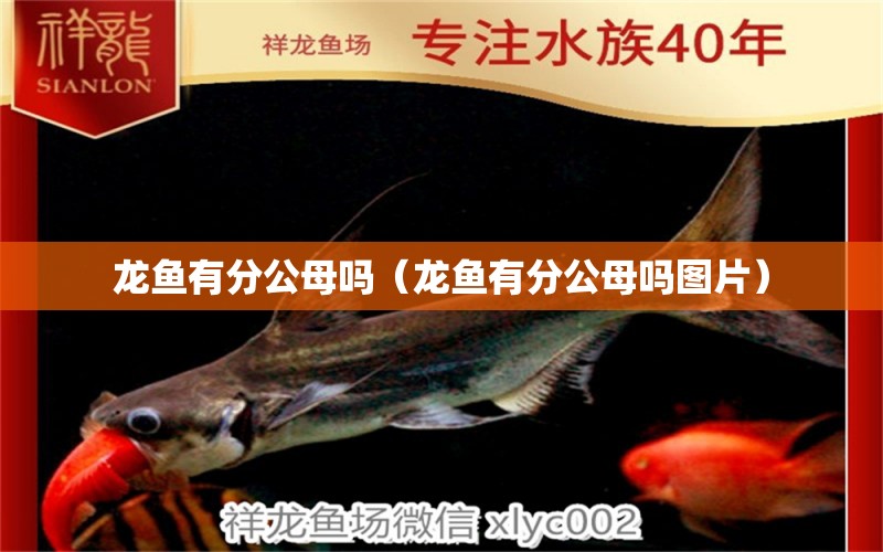 龍魚有分公母嗎（龍魚有分公母嗎圖片）