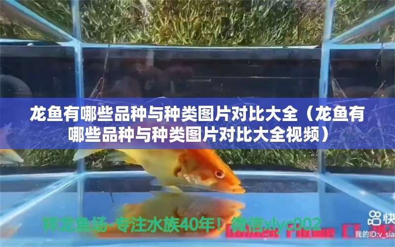 龍魚有哪些品種與種類圖片對(duì)比大全（龍魚有哪些品種與種類圖片對(duì)比大全視頻） 龍魚疾病與治療