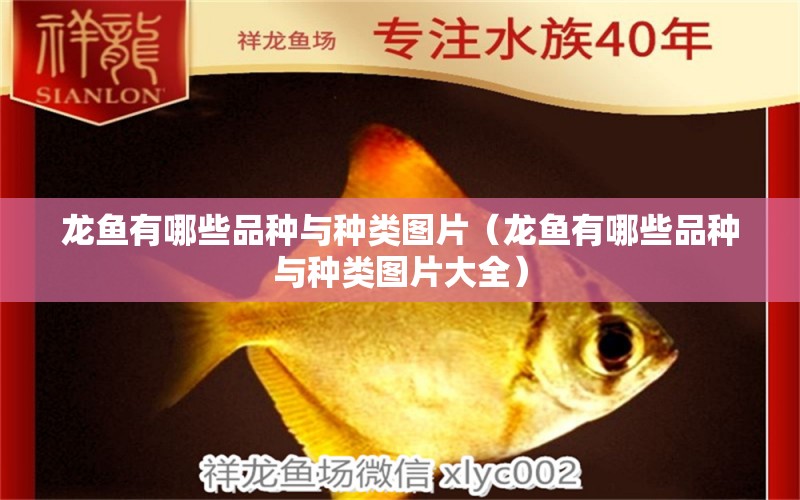 龍魚有哪些品種與種類圖片（龍魚有哪些品種與種類圖片大全）