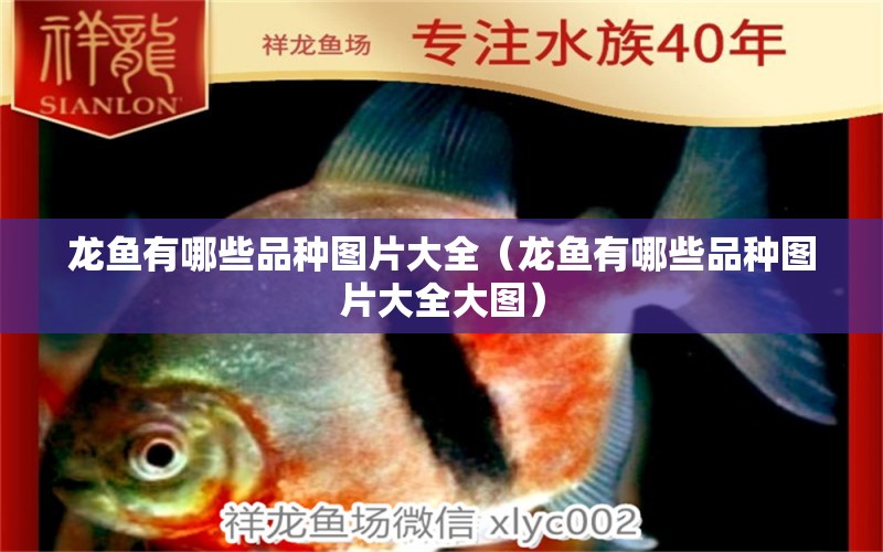 龍魚有哪些品種圖片大全（龍魚有哪些品種圖片大全大圖）