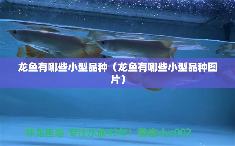 龍魚有哪些小型品種（龍魚有哪些小型品種圖片）