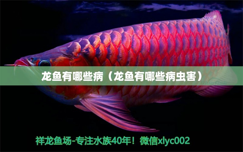 龍魚有哪些病（龍魚有哪些病蟲害）