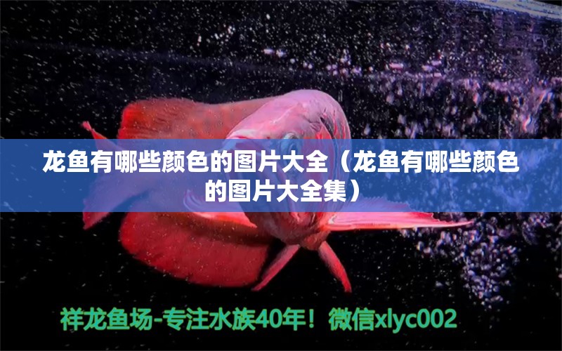 龍魚有哪些顏色的圖片大全（龍魚有哪些顏色的圖片大全集）