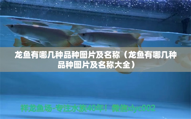 龍魚有哪幾種品種圖片及名稱（龍魚有哪幾種品種圖片及名稱大全） 龍魚疾病與治療