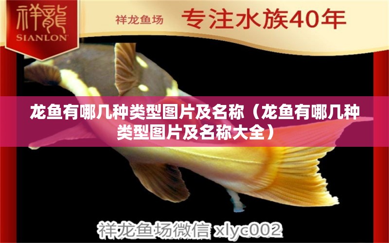 龍魚有哪幾種類型圖片及名稱（龍魚有哪幾種類型圖片及名稱大全） 龍魚疾病與治療