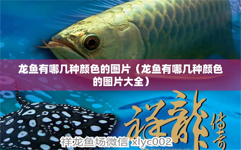 龍魚有哪幾種顏色的圖片（龍魚有哪幾種顏色的圖片大全）