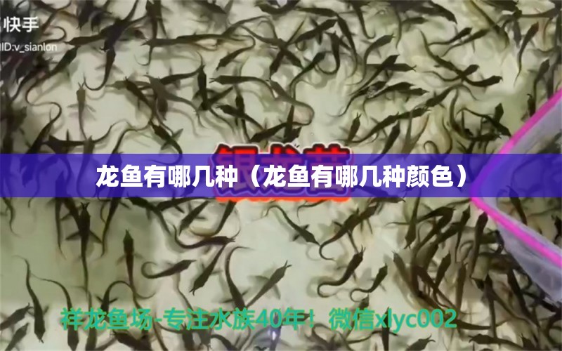 龍魚有哪幾種（龍魚有哪幾種顏色） 廣州龍魚批發(fā)市場