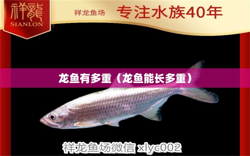 龍魚有多重（龍魚能長多重）