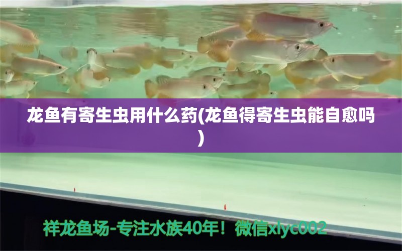 龍魚有寄生蟲用什么藥(龍魚得寄生蟲能自愈嗎) 三間鼠魚 第1張