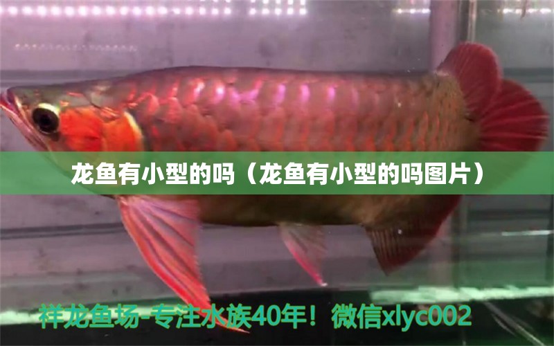 龍魚有小型的嗎（龍魚有小型的嗎圖片）