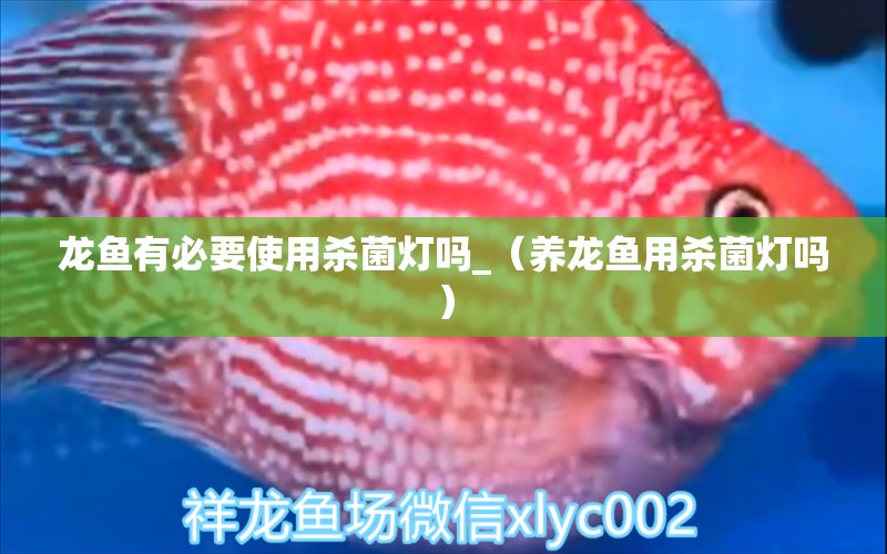 龍魚有必要使用殺菌燈嗎_（養(yǎng)龍魚用殺菌燈嗎） 龍魚芯片掃碼器