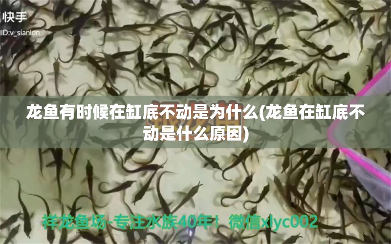 龍魚(yú)有時(shí)候在缸底不動(dòng)是為什么(龍魚(yú)在缸底不動(dòng)是什么原因) 黃金夢(mèng)幻雷龍魚(yú) 第1張