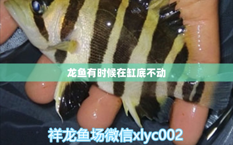 龍魚(yú)有時(shí)候在缸底不動(dòng) 龍魚(yú)百科 第2張