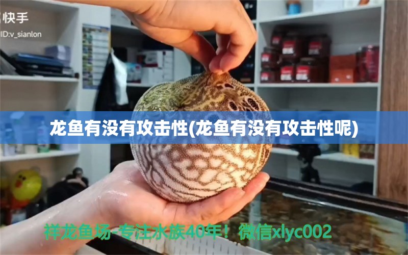 龍魚有沒有攻擊性(龍魚有沒有攻擊性呢) 印尼虎苗