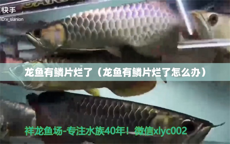 龍魚有鱗片爛了（龍魚有鱗片爛了怎么辦）