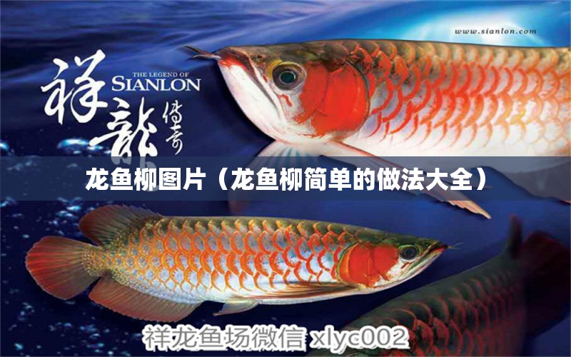 龍魚柳圖片（龍魚柳簡單的做法大全）