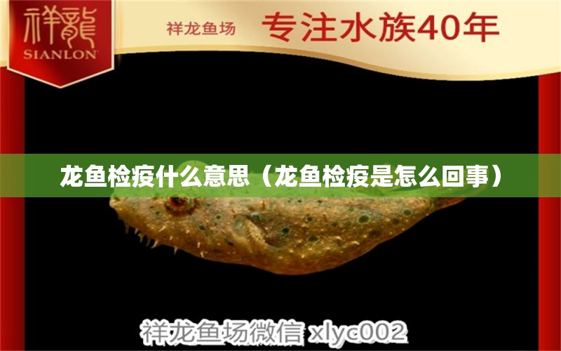 龍魚檢疫什么意思（龍魚檢疫是怎么回事） 觀賞魚