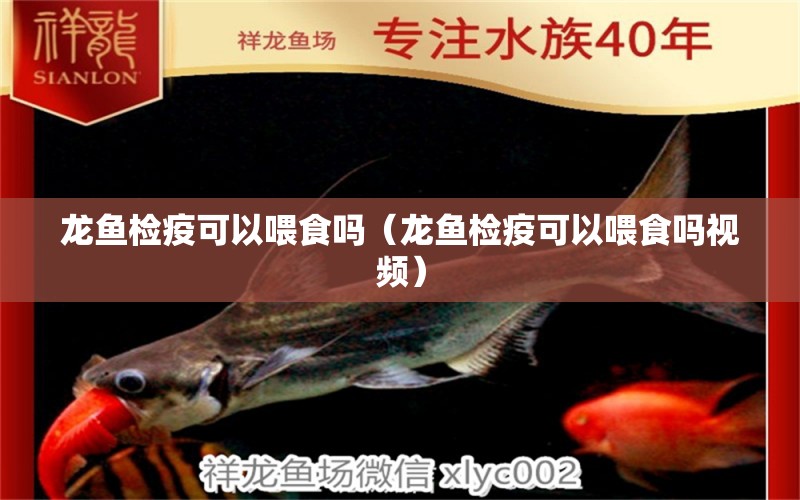 龍魚檢疫可以喂食嗎（龍魚檢疫可以喂食嗎視頻）