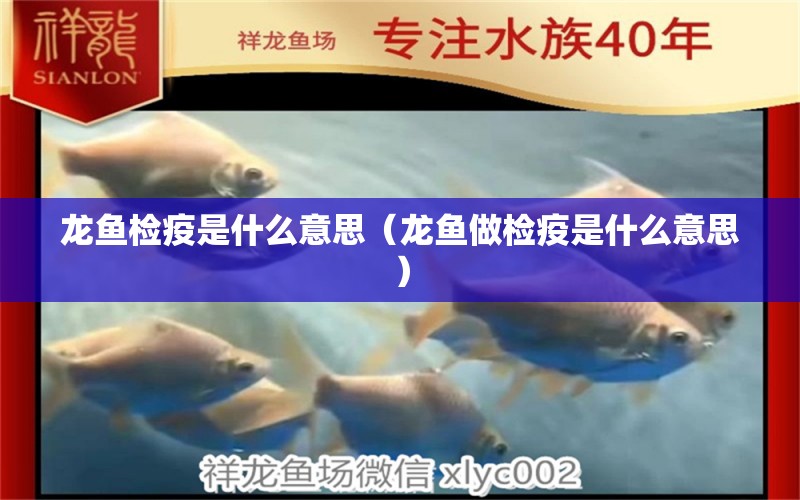 龍魚檢疫是什么意思（龍魚做檢疫是什么意思） 廣州龍魚批發(fā)市場