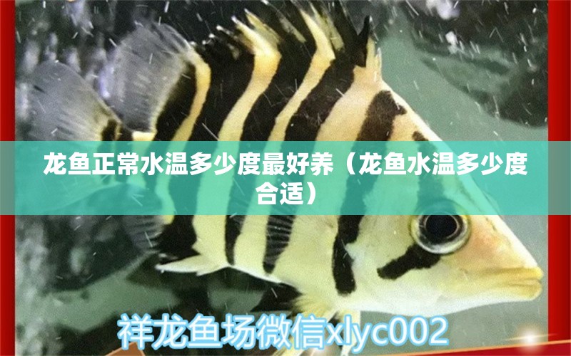 龍魚正常水溫多少度最好養(yǎng)（龍魚水溫多少度合適）