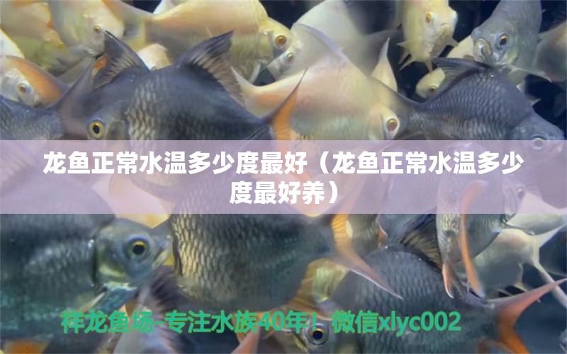 龍魚正常水溫多少度最好（龍魚正常水溫多少度最好養(yǎng)） 廣州龍魚批發(fā)市場