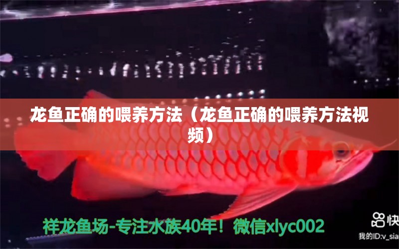 龍魚正確的喂養(yǎng)方法（龍魚正確的喂養(yǎng)方法視頻）