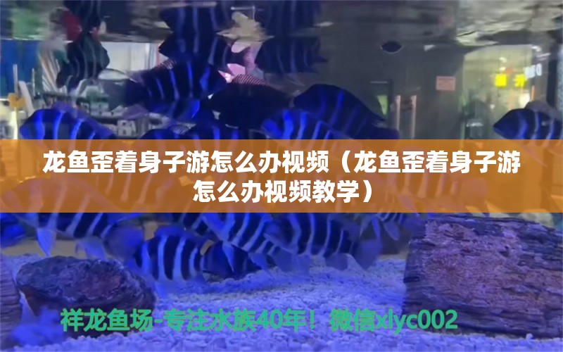 龍魚歪著身子游怎么辦視頻（龍魚歪著身子游怎么辦視頻教學(xué)） 廣州龍魚批發(fā)市場