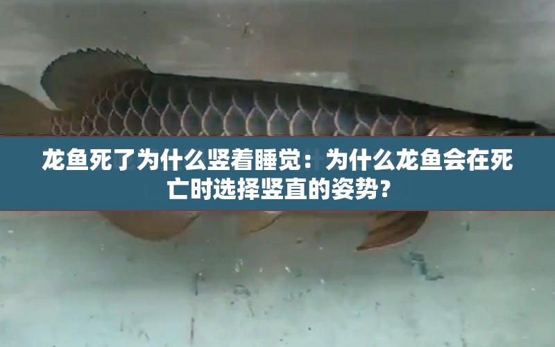 龍魚死了為什么豎著睡覺：為什么龍魚會在死亡時選擇豎直的姿勢？ 水族問答