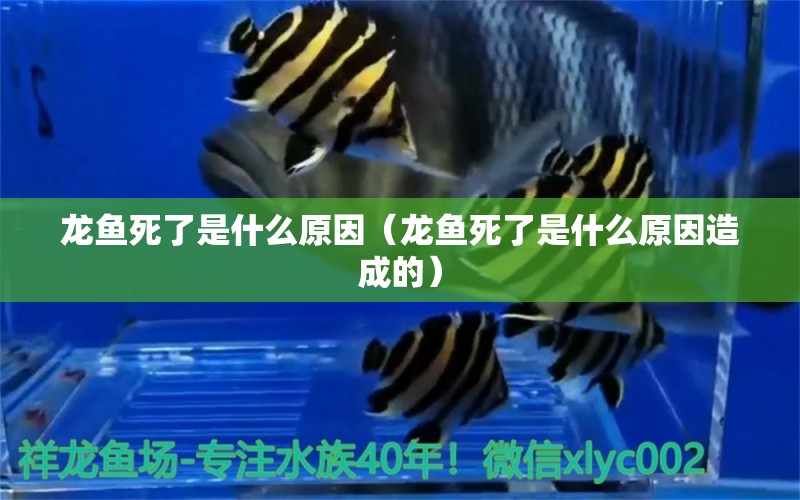 龍魚死了是什么原因（龍魚死了是什么原因造成的）