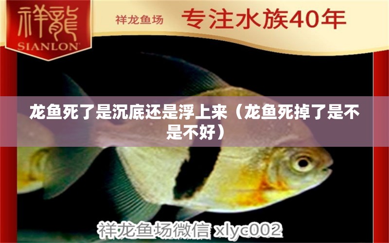 龍魚死了是沉底還是浮上來（龍魚死掉了是不是不好） 觀賞魚