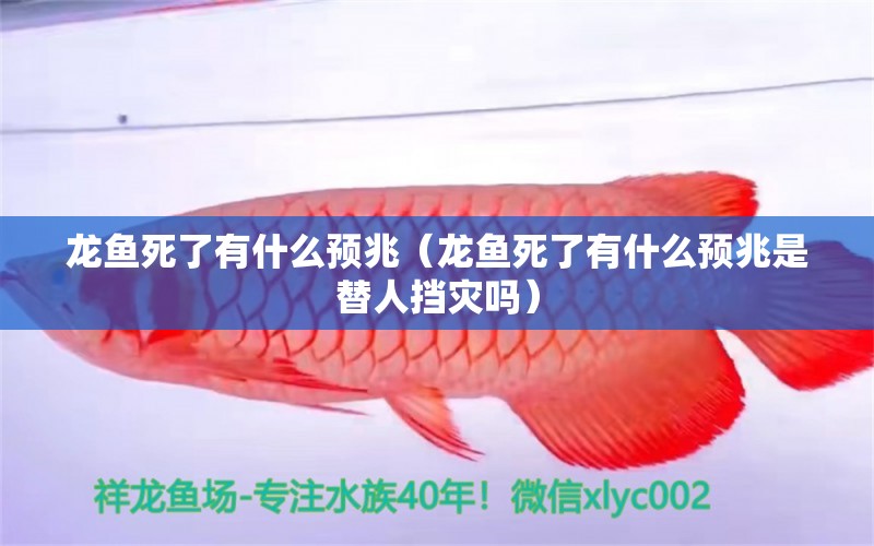 龍魚死了有什么預(yù)兆（龍魚死了有什么預(yù)兆是替人擋災(zāi)嗎）