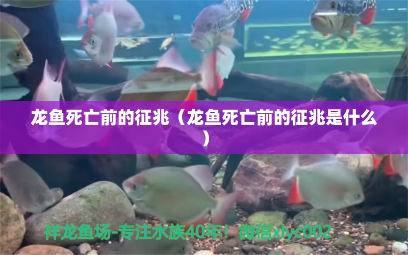 龍魚死亡前的征兆（龍魚死亡前的征兆是什么）