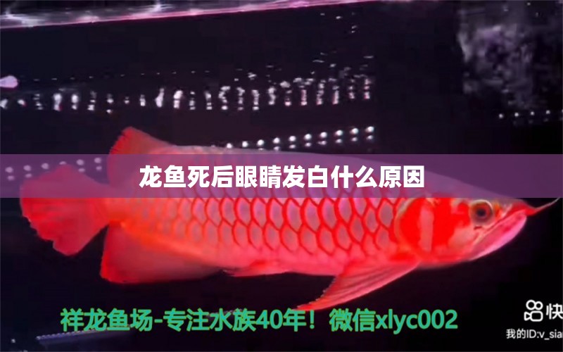 龍魚(yú)死后眼睛發(fā)白什么原因 龍魚(yú)百科 第2張