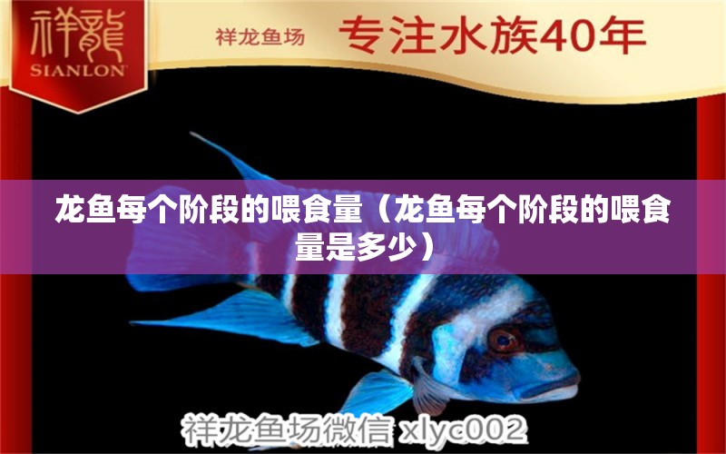 龍魚每個階段的喂食量（龍魚每個階段的喂食量是多少）