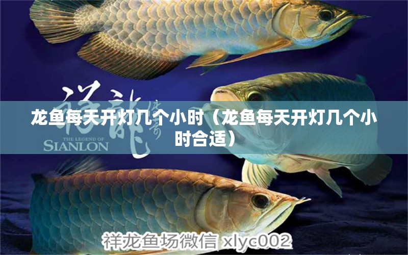 龍魚每天開燈幾個(gè)小時(shí)（龍魚每天開燈幾個(gè)小時(shí)合適） 觀賞魚